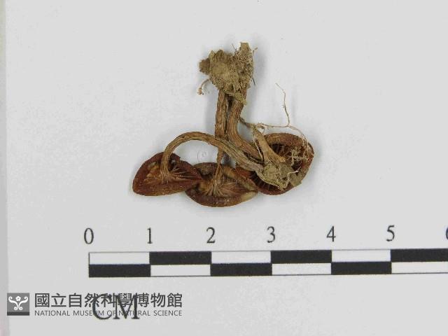 登錄號:F0014606藏品圖，第3張