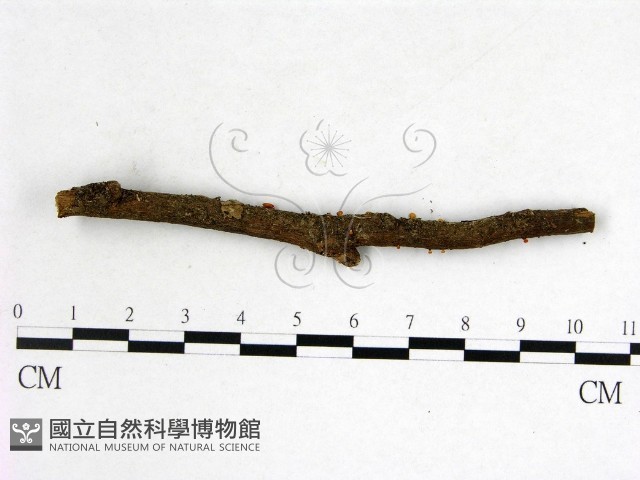 登錄號:F0022606藏品圖，第3張