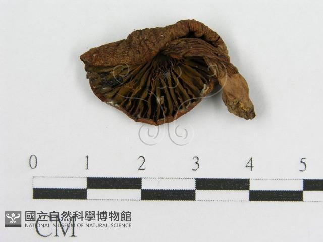 登錄號:F0012606藏品圖，第3張