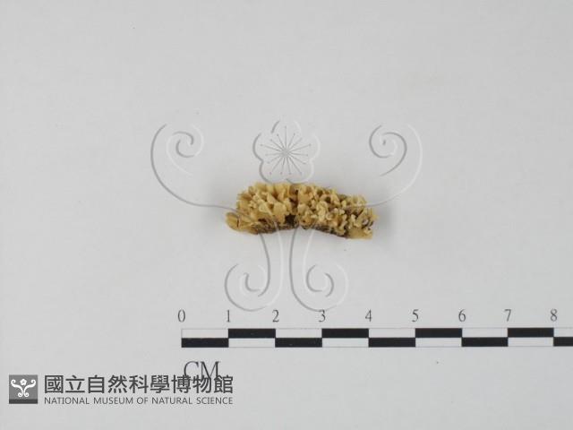 銀耳屬藏品圖，第3張