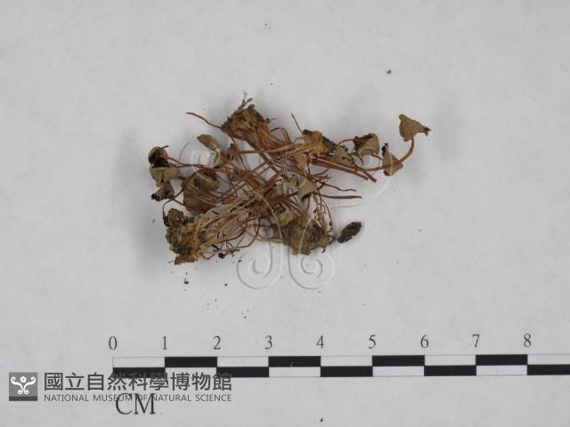 登錄號:F0023606藏品圖，第3張