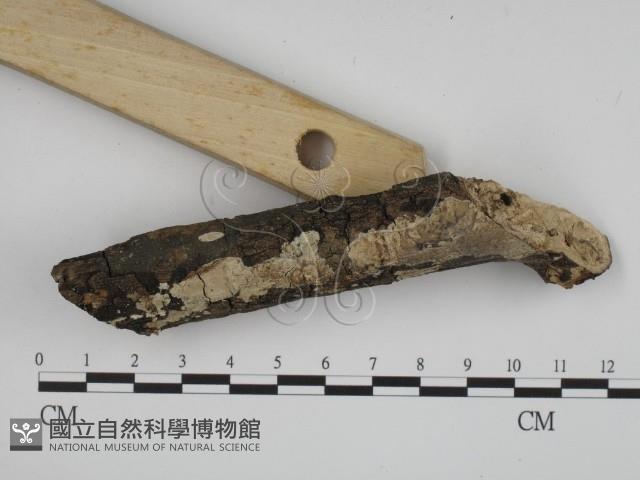 登錄號:F0003606藏品圖，第3張