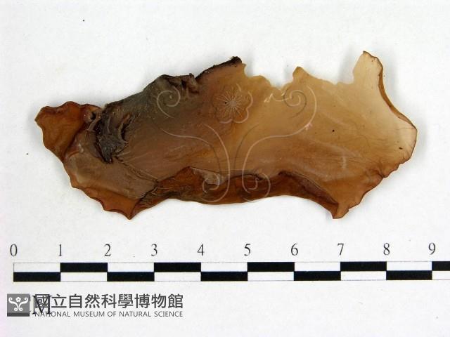 木耳屬藏品圖，第3張