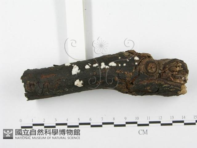 裂褶菌藏品圖，第3張