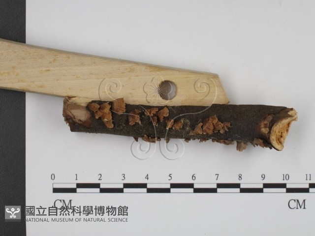 登錄號:F0010406藏品圖，第3張