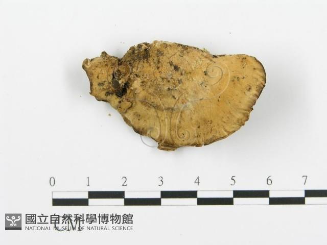 煙管菌藏品圖，第3張