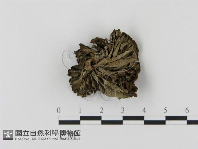 乳菇屬藏品圖，第3張