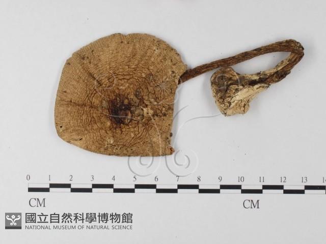 登錄號:F0021406藏品圖，第3張