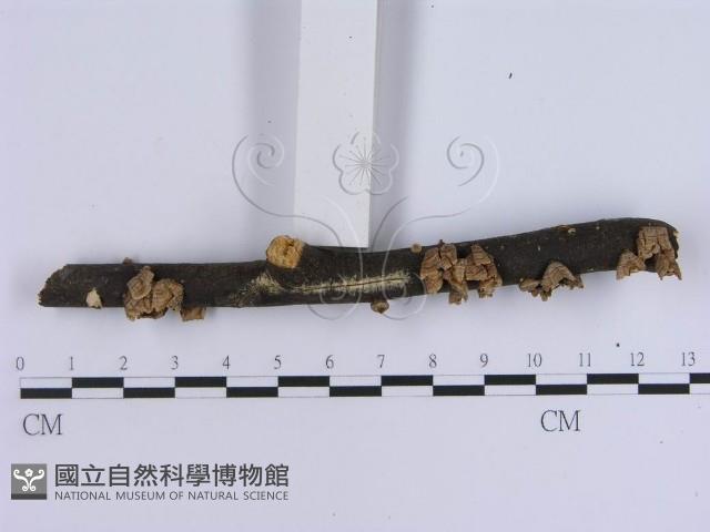蠔韌革菌藏品圖，第3張