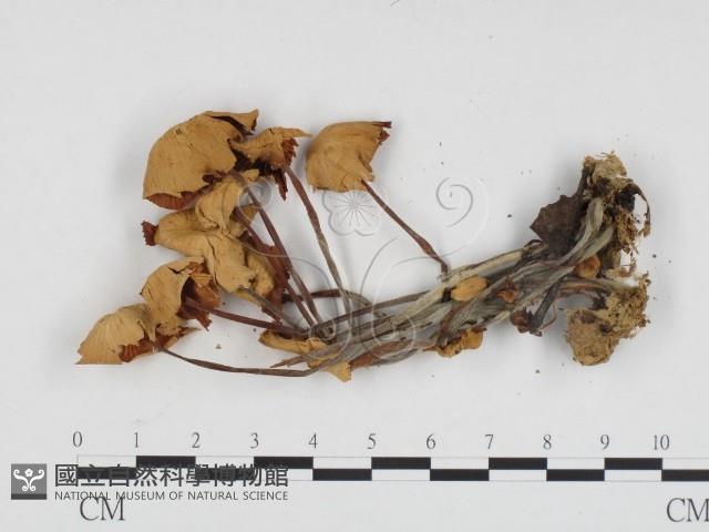 登錄號:F0024406藏品圖，第3張