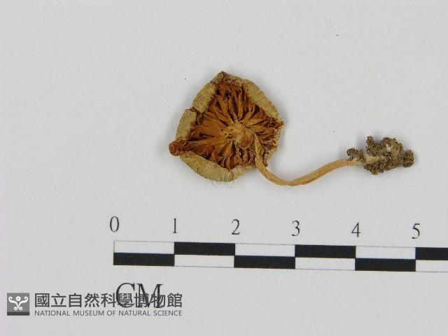 微皮傘屬藏品圖，第3張