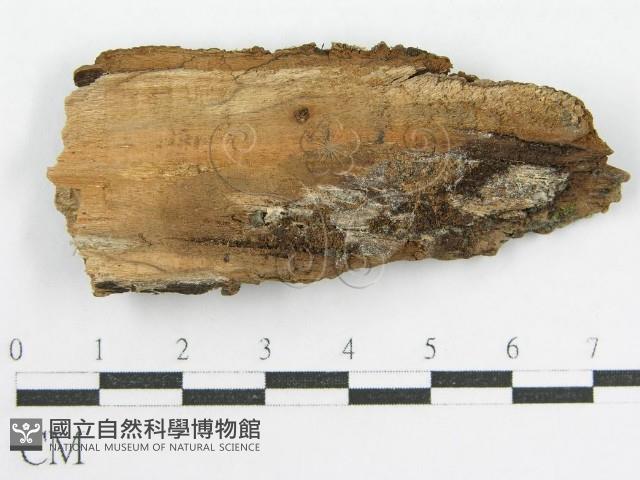 登錄號:F0002406藏品圖，第3張