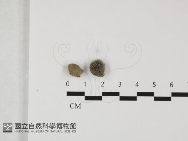 登錄號:F0032406藏品圖，第3張