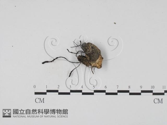 登錄號:F0007406藏品圖，第3張