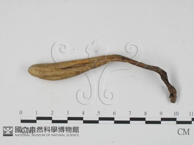 登錄號:F0005406藏品圖，第3張