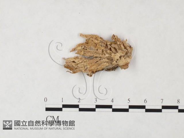 優雅波邊革菌藏品圖，第3張