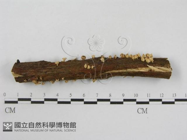 登錄號:F0013406藏品圖，第3張