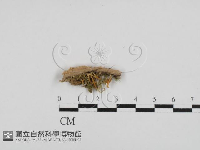 登錄號:F0028706藏品圖，第3張