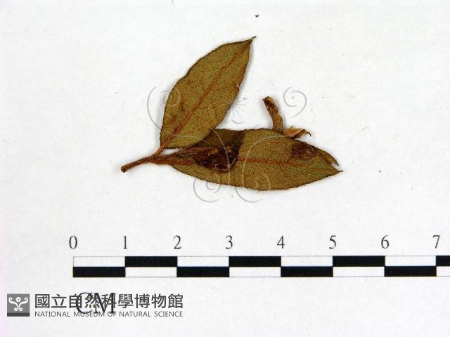 登錄號:F0020706藏品圖，第3張
