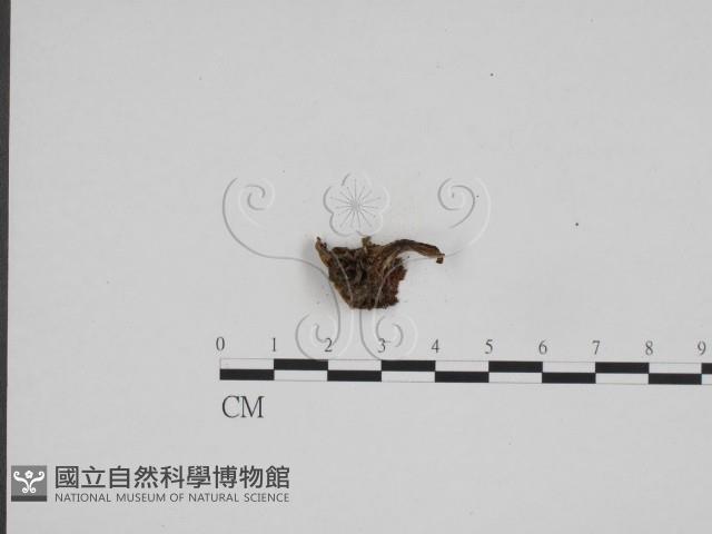 登錄號:F0024706藏品圖，第1張