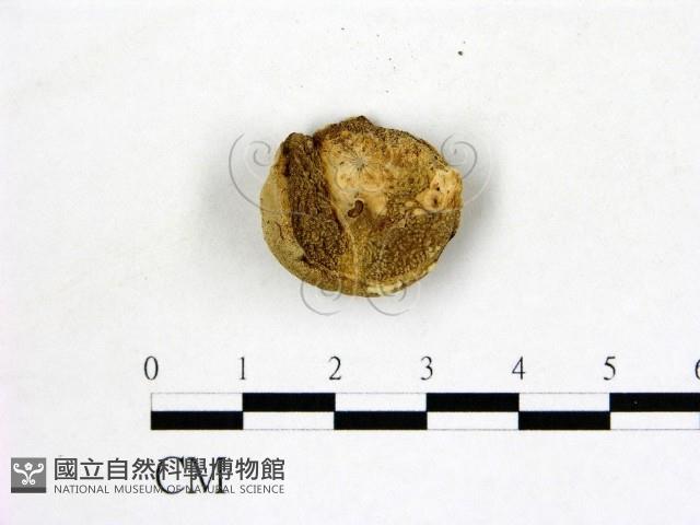 登錄號:F0004706藏品圖，第3張