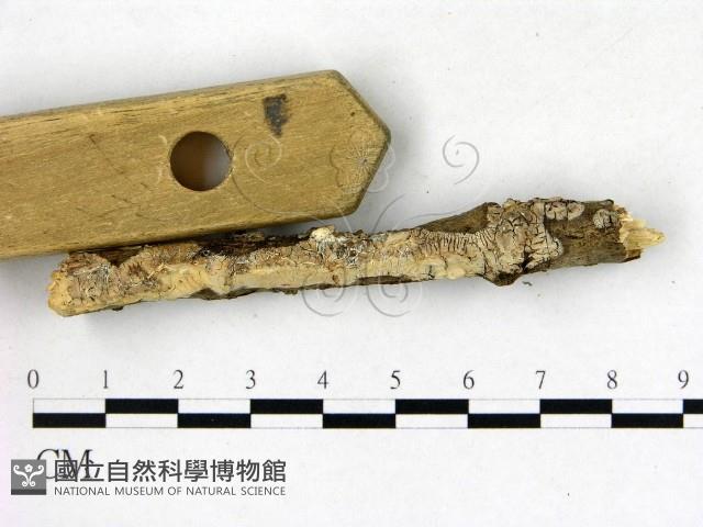 登錄號:F0014706藏品圖，第3張