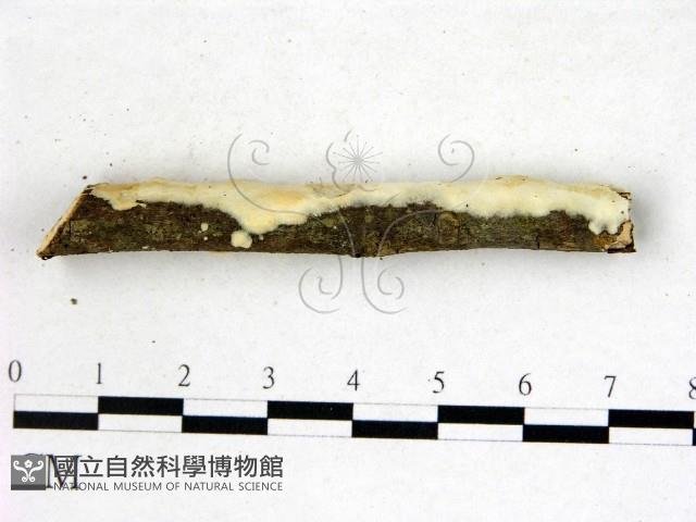 顯絲菌屬藏品圖，第3張