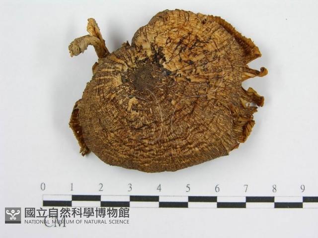 登錄號:F0012706藏品圖，第3張