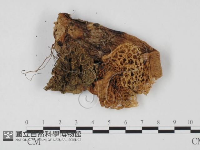 登錄號:F0025706藏品圖，第3張