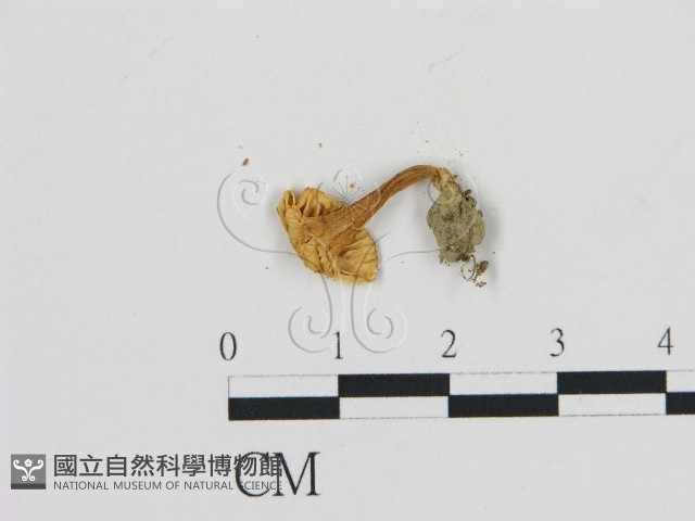 濕傘屬藏品圖，第3張