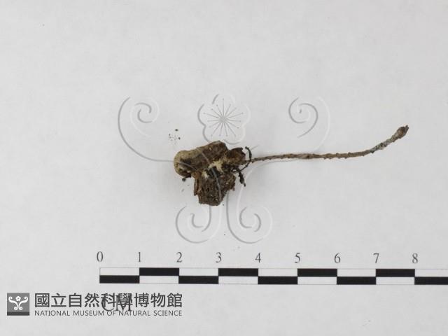 登錄號:F0023706藏品圖，第3張