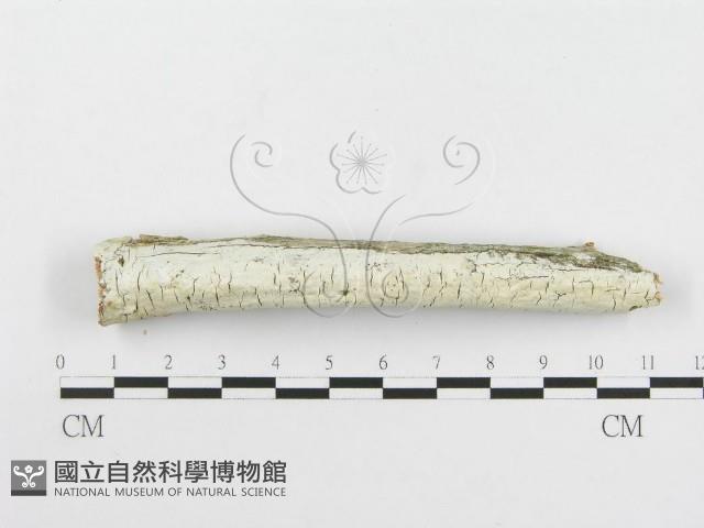 登錄號:F0020506藏品圖，第3張
