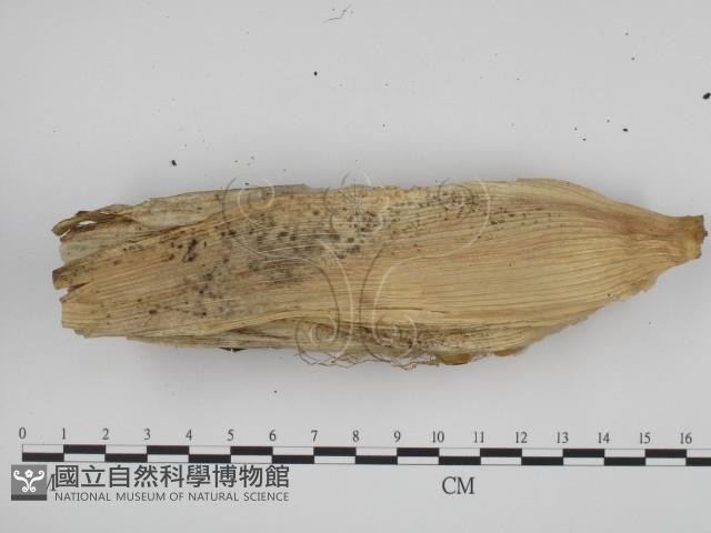 登錄號:F0000506藏品圖，第3張