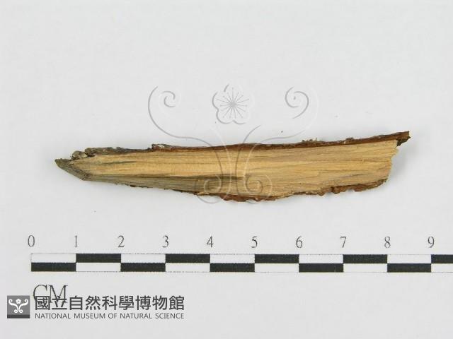 登錄號:F0010506藏品圖，第3張