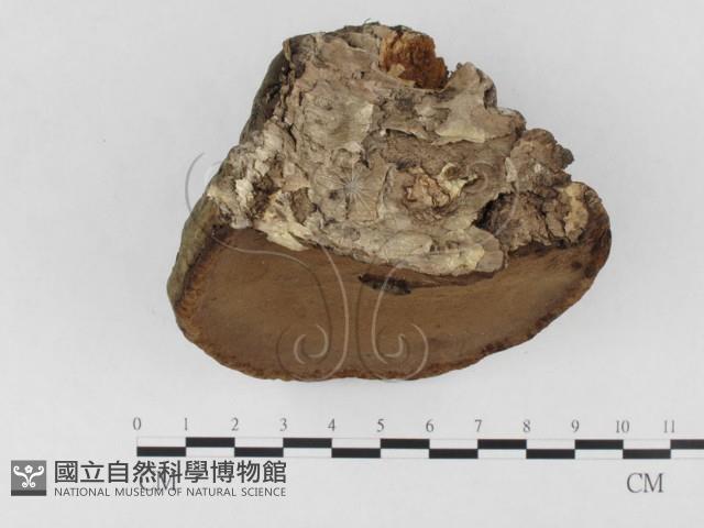 登錄號:F0026506藏品圖，第3張