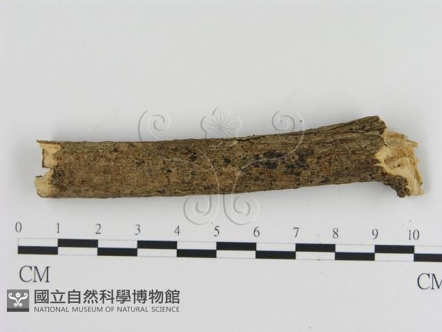 刺革菌屬藏品圖，第3張