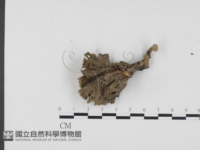 棕色革菌藏品圖，第3張