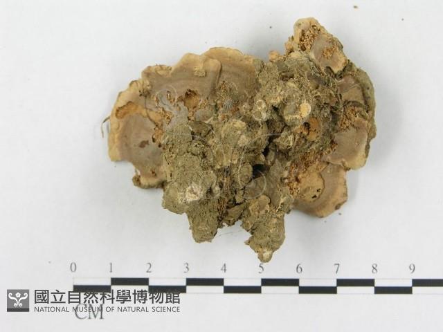 登錄號:F0014506藏品圖，第3張