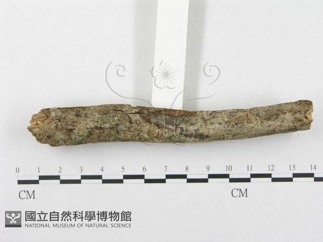 登錄號:F0002506藏品圖，第3張