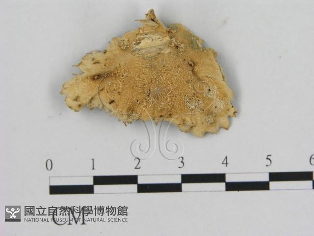 相鄰小孔菌藏品圖，第3張