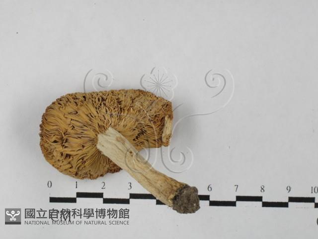 登錄號:F0027506藏品圖，第3張