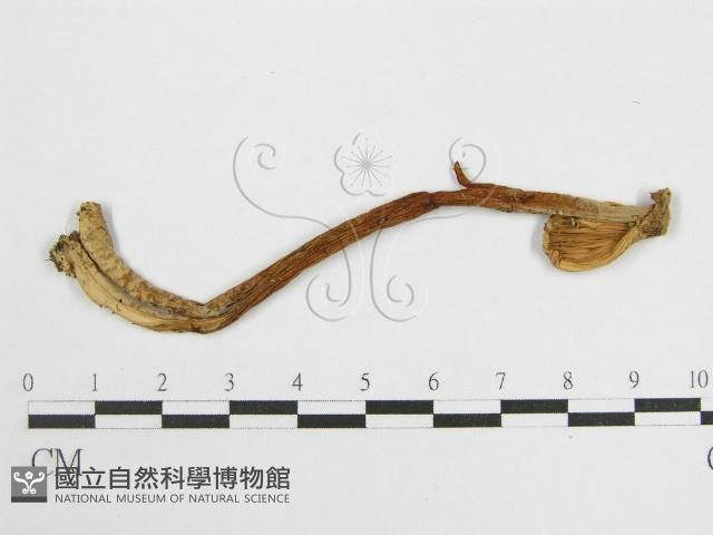 登錄號:F0007506藏品圖，第3張