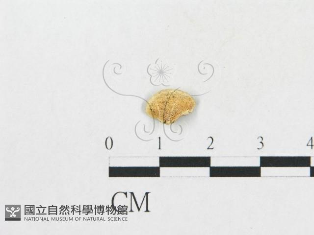 登錄號:F0017506藏品圖，第1張