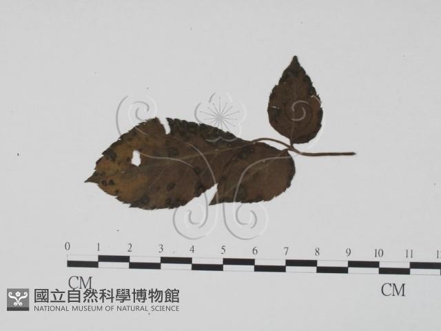 登錄號:F0019506藏品圖，第3張