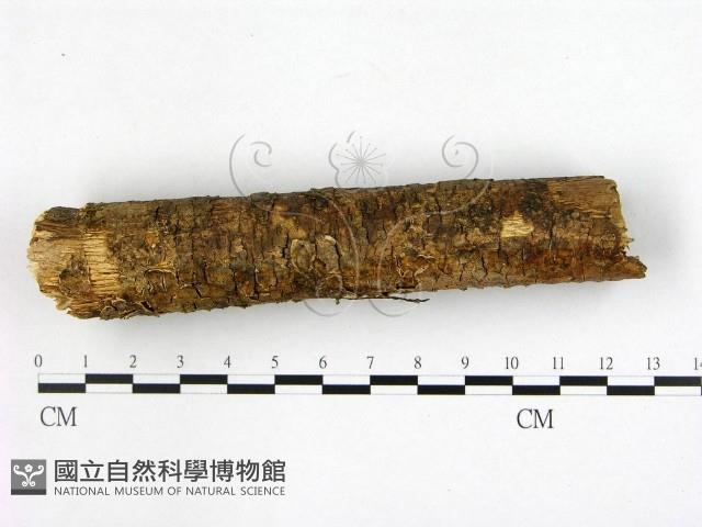 射脈菌屬藏品圖，第3張