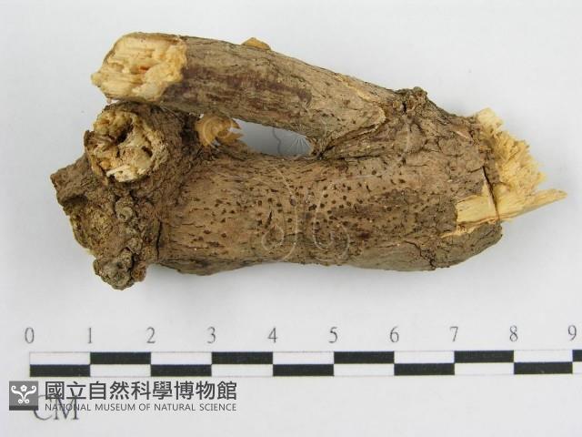 微皮傘屬藏品圖，第3張