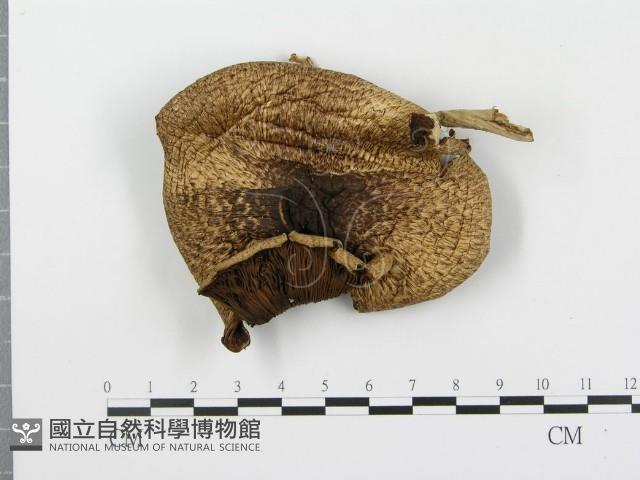 登錄號:F0016106藏品圖，第3張