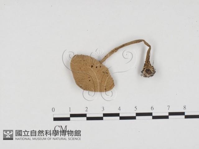 登錄號:F0024106藏品圖，第3張