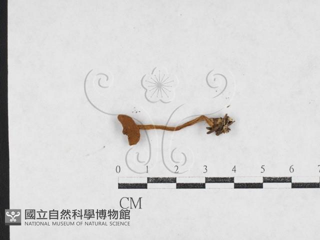 登錄號:F0027106藏品圖，第3張