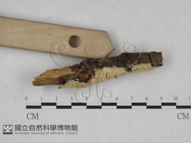 登錄號:F0025106藏品圖，第3張